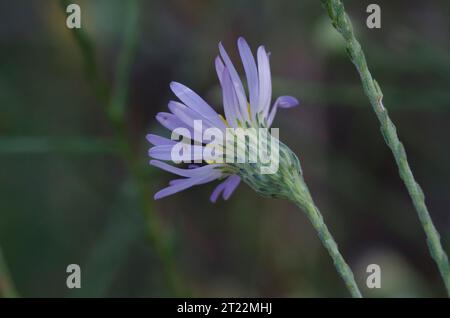 Aster, Symphyotrichum sp. Foto Stock