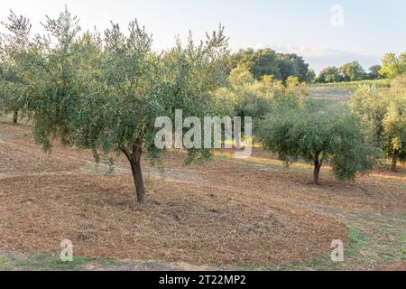 Coltura di olivi, Olea europea, all'alba nell'entroterra dell'isola di Maiorca, Spagna Foto Stock