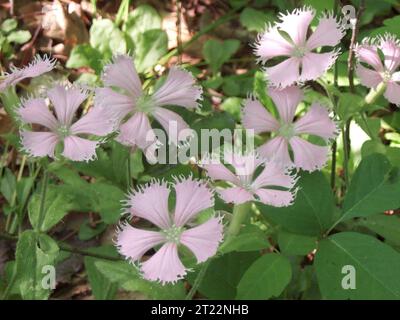 Silene polypetala, fringed campion. Creatore: Pattavina, Pete. Nota descrittiva: Fiori del campion frange a rischio di estinzione (Silene polypetala). Oggetto: Specie minacciate di estinzione del campion frange; Silene polypetala; Georgia; piante; specie di foreste di latifoglie; piante autoctone; habitat. Foto Stock