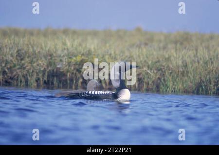 Un loon del Pacifico e un loon artico con la loro covata sull'acqua, che rappresentano due specie di uccelli acquatici strettamente correlate adattate agli habitat acquatici del nord per nidificare e allevare giovani. Foto Stock