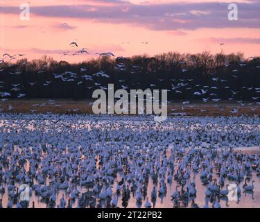 Bombay Hook NWR, Smyrna, Delaware: La storia del Bombay Hook National Wildlife Refuge è una storia di uccelli acquatici, centinaia di migliaia di anatre e oche arrivano in autunno per riposarsi e sfamarsi prima di dirigersi verso sud o per l'inverno. I greggi di sn. Soggetti: Uccelli; uccelli acquatici. Località: Delaware. Fish and Wildlife Service Site: RISERVA NATURALE NAZIONALE DI BOMBAY HOOK. . 1998 - 2011. Foto Stock