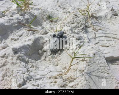 La tartaruga marina Ridley di Kemp, (specie minacciata), si crogiola al sole della spiaggia. Soggetti: Animali acquatici; ambienti acquatici; ambienti costieri; anfibi; specie minacciate di estinzione; riserve naturali. Ubicazione: Alabama. Fish and Wildlife Service Site: RISERVA NATURALE NAZIONALE DI BON SECOUR. Foto Stock