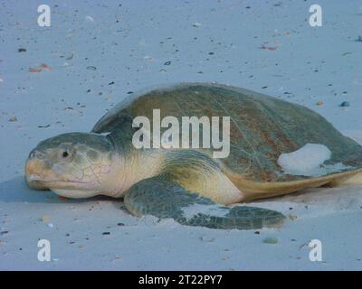 La tartaruga di mare Ridley di Kemp (specie minacciata) si crogiola al sole della spiaggia. Soggetti: Animali acquatici; ambienti acquatici; ambienti costieri; anfibi; specie minacciate di estinzione; riserve naturali. Ubicazione: Alabama. Fish and Wildlife Service Site: RISERVA NATURALE NAZIONALE DI BON SECOUR. Foto Stock