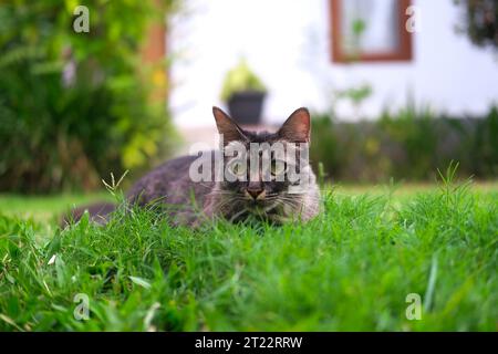 Un gatto affascinante con occhi verdi e pelliccia tricolore soffice giace nell'erba e guarda con attenzione la fotocamera. Il gatto domestico cammina nel cortile, prendendosi cura di sé Foto Stock