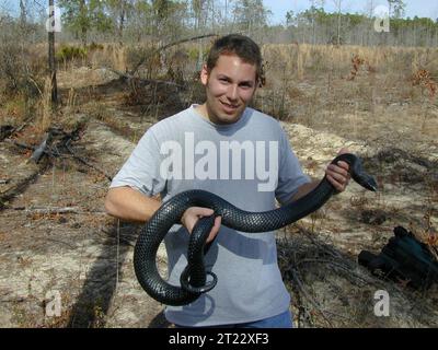 Serpente indaco orientale (Drymarchon corais couperi). Creatore: Pattavina, Pete. Nota descrittiva: Pete Pattavina, biologo Fish and Wildlife, tiene un serpente indaco orientale minacciato (Drymarchon corais couperi) durante un'indagine a ft. Base militare Stewart, Georgia. Soggetti: Serpente indaco orientale; ft. Stewart Military base; Georgia; Coastal Environments Plain Physiographic Province; Drymarchon corais couperi; habitat di colline sabbiose; indagini; specie minacciate di estinzione; specie a rischio di estinzione specie; rettili; biologo; indagini. Foto Stock