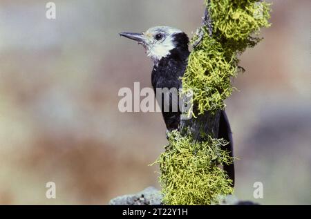 Una vista ravvicinata di un falco con la testa bianca fotografato nella foresta nazionale di Deschutes, in Oregon. Soggetti: Uccelli; birdwatching; uccelli arroccati; rifugi naturalistici. Località: Oregon. . 1998 - 2011. Foto Stock