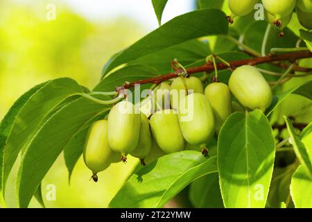 Bacche di actinidia su un ramo da vicino nel giardino Foto Stock