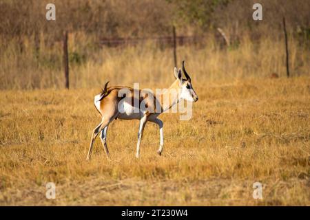 Uno Springbok nel Mlilwane Wildlife Sanctuary, Swaziland Foto Stock