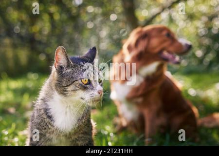 Gatto e cane seduti insieme nell'erba nelle giornate di sole. Freindship tra il gatto domestico tabby e il recupero in pedaggio dell'anatra della nuova Scozia. Foto Stock