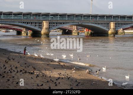 Uomo che dà da mangiare a cigni e altri uccelli sulla spiaggia del Tamigi al Blackfriars Railway Bridge, Londra, Regno Unito Foto Stock