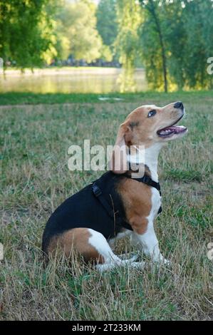 Un cucciolo di beagle seduto sull'erba nel parco e che si aspettava amore e attenzione Foto Stock