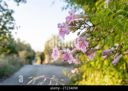 Primo piano dei fiori di bignonia rosa, Bignonia callistegioides, sull'isola di Maiorca, Spagna Foto Stock