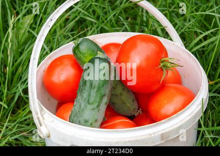 Piccolo secchiello con pomodori e cetrioli sull'erba da vicino Foto Stock