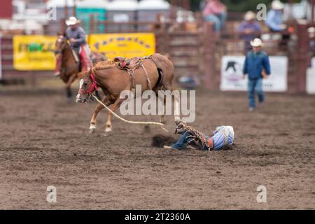 Un cowboy e' stato cacciato da un bronco in un rodeo. Il cavallo ha tutte le gambe sollevate da terra. Il loro corallo e la ringhiera rossa dietro il cowboy. TH Foto Stock