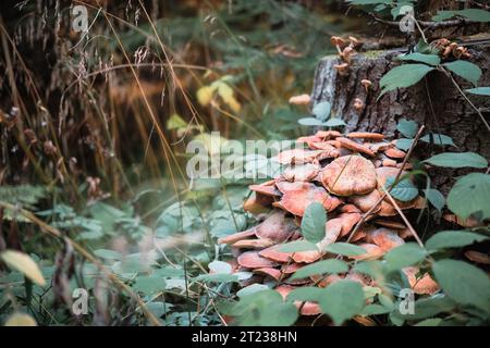 Funghi autunnali che crescono su vecchi ceppi di abeti rossi, stagioni variabili, idea per una cartolina o un poster con regali forestali con spazio libero. Inviti per Foto Stock