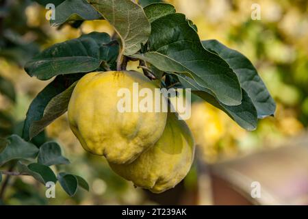 Due frutti di cotogna maturi su un ramo di albero in una giornata di sole. Primo piano. Copia spazio. Raccolto da giardino. Foto Stock