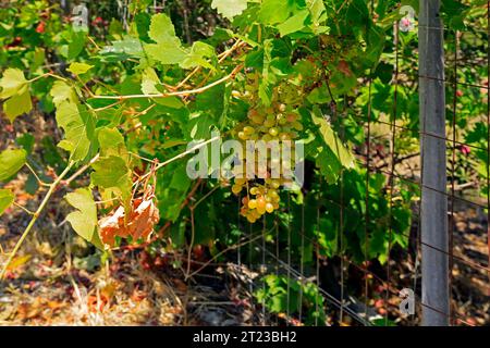 Uva verde che cresce sulla vite, Grecia, 2023 Foto Stock