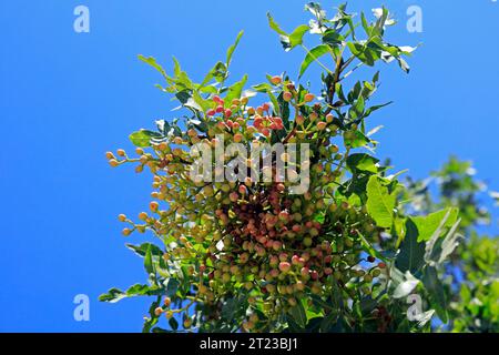 Noci di pistacchio che maturano sull'albero contro il cielo azzurro, Grecia 2023 Foto Stock