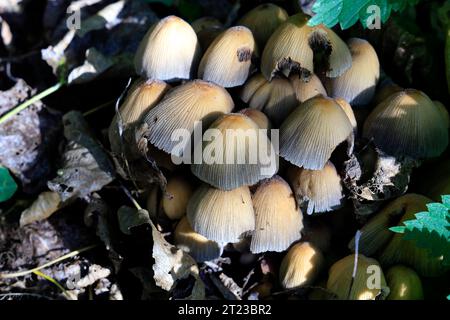 Cappuccio d'inchiostro comune - Coprinopsis atramentaria. Piccoli sgabelli, funghi boschivi, Regno Unito. Autunno Foto Stock