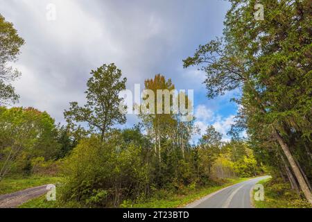 Splendido paesaggio forestale con due strade parallele che si snodano attraverso lussureggianti alberi di colore giallo-verde autunnale su un cielo blu con sfondo bianco di nuvole. SWE Foto Stock