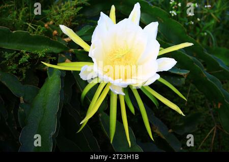 Fiore di Drago o Pitaya, bianco con fiore di Pitaya giallo fiorito nella piantagione Foto Stock