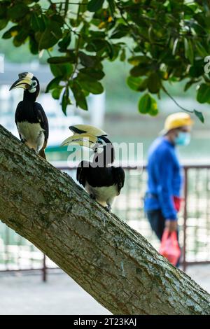 Un vecchio cammina davanti a un paio di carpini di torte orientali arroccati su un tronco di alberi in un parco costiero, Singapore Foto Stock