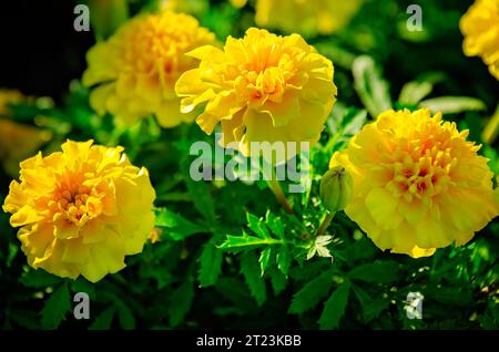 I marigolds africani (Tagetes erecta) fioriscono al Cooper Riverside Park, 30 settembre 2023, a Mobile, Alabama. Foto Stock