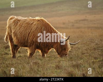 Highland Cow con caratteristici corni rovesciati, soffice mantello dun Shaggy e frangia lunga (dossan) sulla brughiera dorata nel North Yorkshire, Inghilterra, Regno Unito Foto Stock