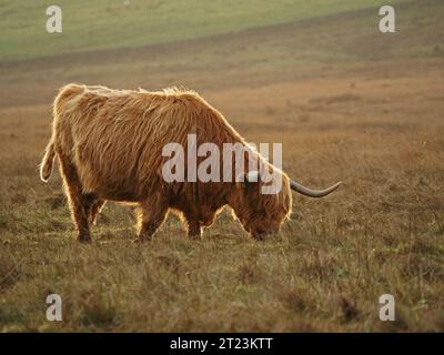 Highland Cow con caratteristici corni rovesciati, soffice mantello dun Shaggy e frangia lunga (dossan) sulla brughiera dorata nel North Yorkshire, Inghilterra, Regno Unito Foto Stock