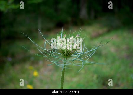 Asphodelus albus asfodel fiore chiuso senza fiorire con sfondo scuro Foto Stock