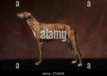 levriero da corsa in pensione, ritratto in studio nel profilo Foto Stock
