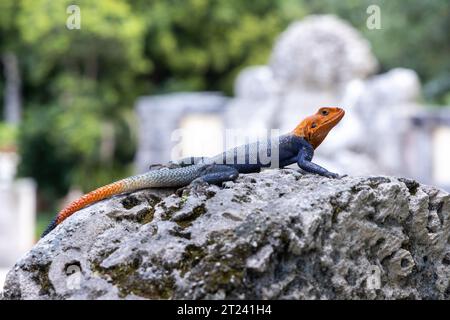 La lucertola agama di roccia meridionale è una lucertola blu, rossa e arancione conosciuta come una delle lucertole più colorate e attraenti del mondo. Foto Stock