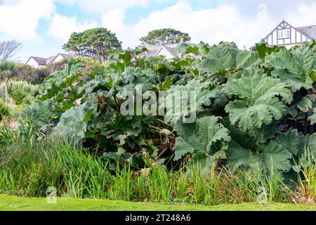 Gunnera Manicata Giant Rhubarb nei giardini Queen Mary a Falmouth, in Cornovaglia, Inghilterra, Regno Unito, settembre 2023 Foto Stock