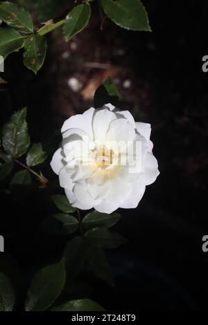Vista dall'alto della fioritura di rose bianche nel giardino. Foto Stock