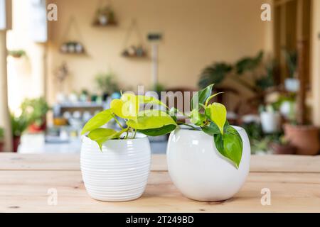 Philodendron brasil variegate piante a foglia di cuore verde lime al neon in vasi di ceramica bianca Foto Stock