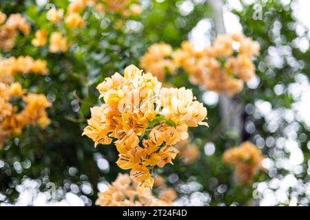 Orange Bougainvillea Flowers in the Garden, sfondi per pubblicità e sfondi in scene naturali e paesaggi all'aperto. Immagini effettive in Foto Stock