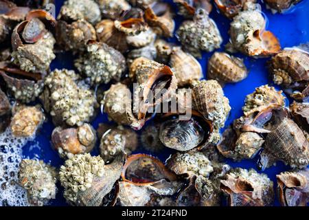 Sea Shell in the Tank, sfondi e sfondi per la vendita di piatti di cucina e pesce. Immagini reali nelle idee di decorazione Foto Stock