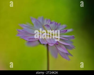 Fiore dahlia colorato e lussureggiante in fiore da vicino Foto Stock