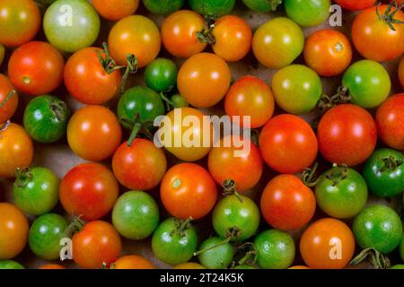 Pomodori ciliegini coltivati con metodo biologico in varie fasi di maturazione Foto Stock