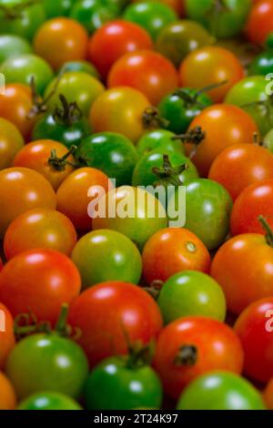 Pomodori ciliegini coltivati con metodo biologico in varie fasi di maturazione Foto Stock