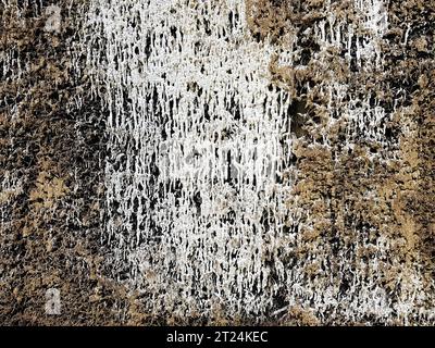 Crosta di sale sui fasci di legno spazzolato di una casa di graduazione. La struttura salina si crea quando la salamoia inciampa sulla parete di ramoscelli di spina nera Foto Stock