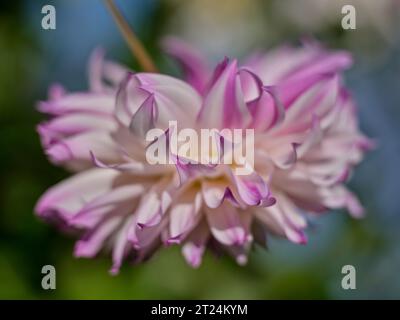 Fiore dahlia colorato e lussureggiante in fiore da vicino Foto Stock