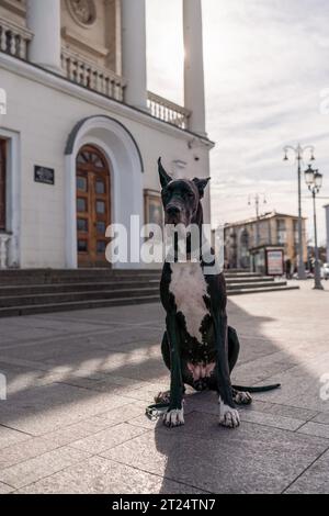 Il giovane nero Great Dane posa in città Foto Stock