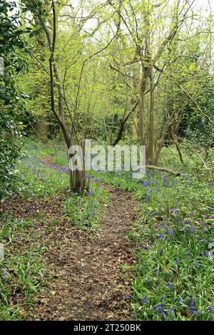 Sentiero boschivo sulle North Downs a Gorsehill Woods, River Minnis, dover, Kent, Inghilterra, Regno Unito Foto Stock