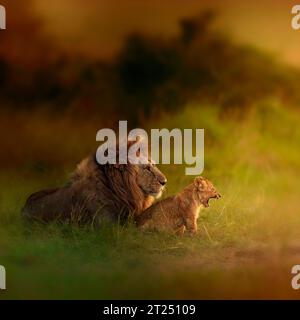 Il cucciolo di leone pratica il suo ruggito con la RISERVA DI papà MASAI MARA, KENYA ADORABILI IMMAGINI di cuccioli di leone di otto settimane che causano una rivolta e giocano con la loro p Foto Stock