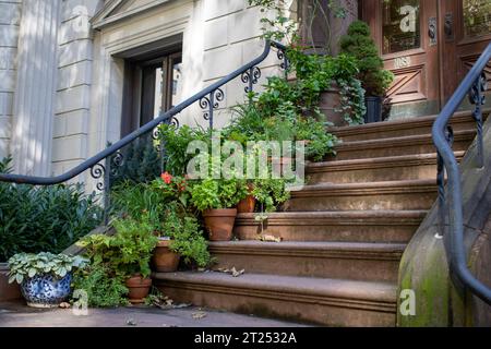 Una vivace esposizione di piante e fiori assortiti in vaso sui gradini di un edificio. Foto Stock