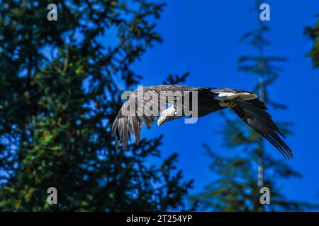 Aquila calva in volo contro le cime degli alberi, Columbia Britannica, Canada Foto Stock