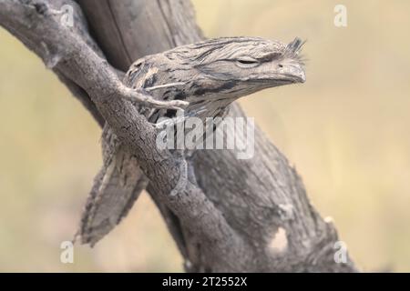 Uccello Tawny frogmouth (Podargus strigoides) arroccato su un ramo, in Australia Foto Stock