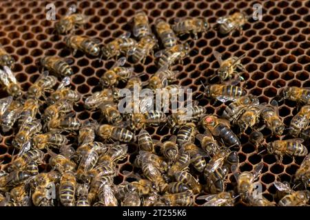 Dettaglio di un favo con l'ape regina marchiata e le altre api intorno a lei Foto Stock