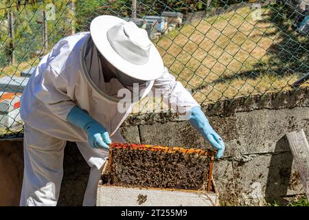 Una donna apicoltrice che estrae favo da un alveare Foto Stock